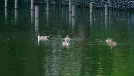 group of female mallard ducks feeding on the green pond with fallen leaves floating in the water at senzokuike park in tokyo, japan