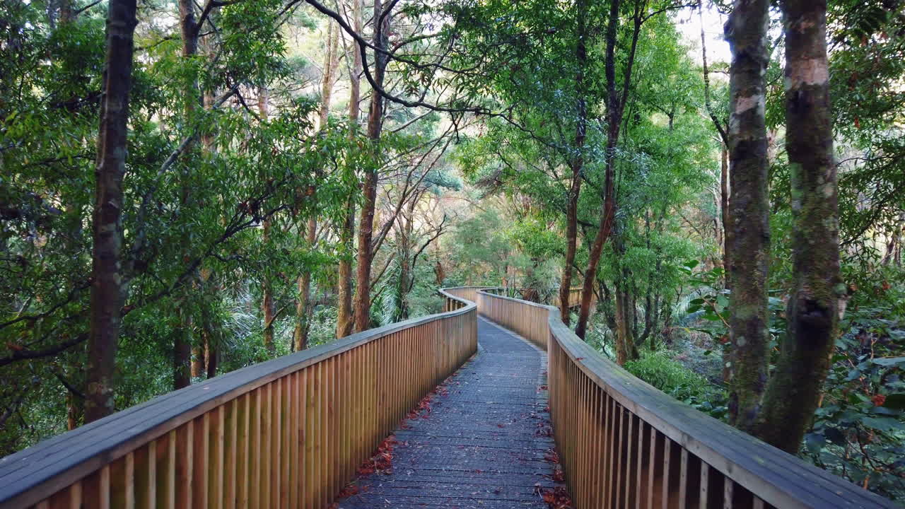Point of view walking on wooden pathway in middle of lush natural primeval woods