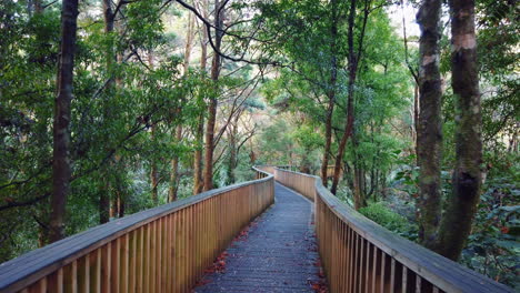 point of view walking on wooden pathway in middle of lush natural primeval woods