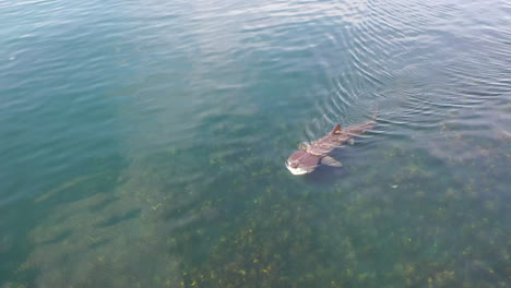 Una-Foto-Rara-De-Un-Tiburón-Peregrino,-Tomada-Por-Un-Dron,-Mientras-Nada-Por-El-Mar-Frente-A-La-Costa-Norte-De-La-Isla-De-Skye