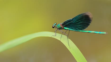 beautiful demoiselle (calopteryx virgo) is a european damselfly belonging to the family calopterygidae. it is often found along fast-flowing waters where it is most at home.