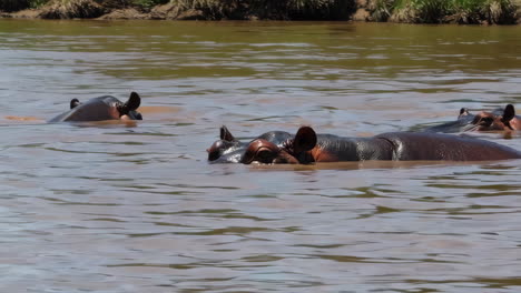 hipopótamos en un río