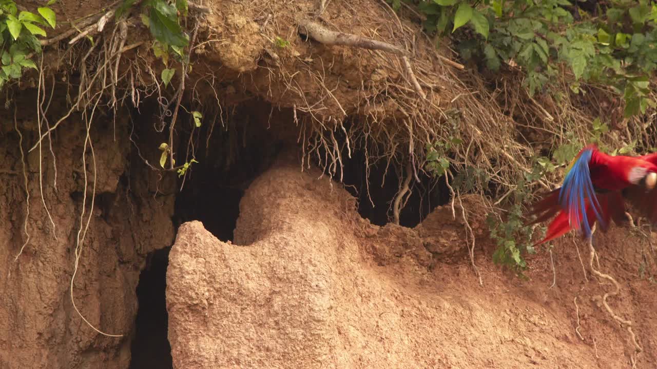 Vibrant scarlet macaws lift off from Chuncho Clay Lick, a scene of grace and bold colors fills the air