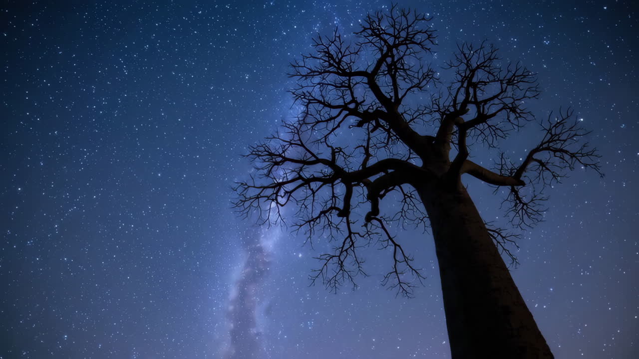 Baobab Tree Under a Starry Night Sky