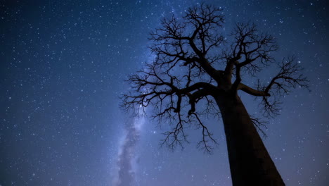baobab tree under a starry night sky