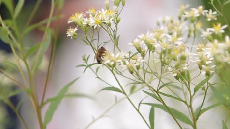 bee on white flowers