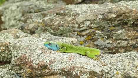 el sobreviviente sin cola: el cuento de un lagarto