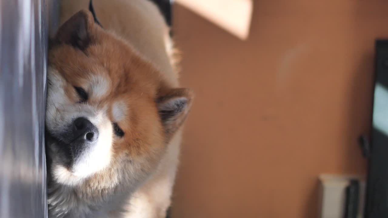A cute dog sleeping indoors