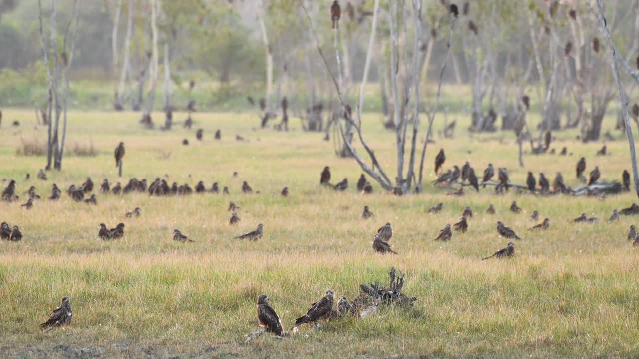 milano de orejas negras, milvus lineatus