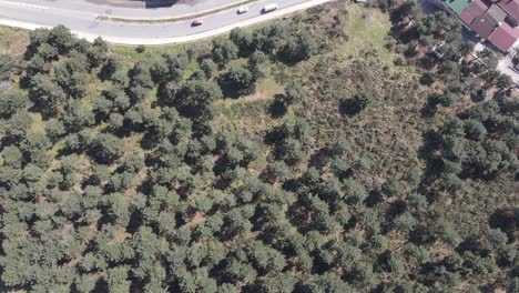 vista aérea urbana y forestal