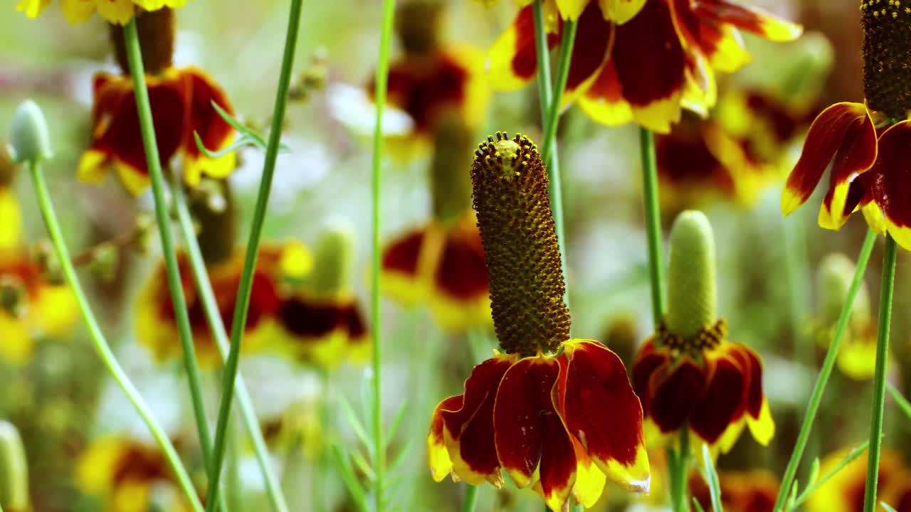 Static video of Mexican Hat Flowers ratibida columnifera also known as Prairie Coneflowers.