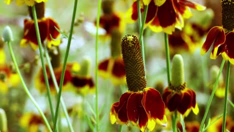 static video of mexican hat flowers ratibida columnifera also known as prairie coneflowers.