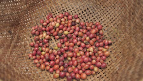 raw luwak coffee beans