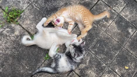 kittens playing and biting each other on paved surface