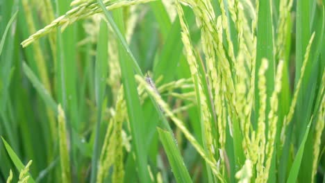 wild caterpillar resting on leaf of paddy plant inside green rice field during windy day,close up