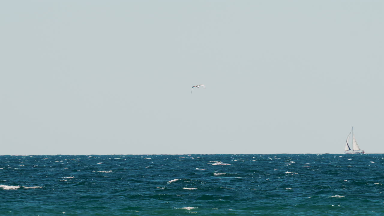 A seagull flies gracefully above the blue Mediterranean Sea near Cannes, France, with a white sailboat visible on the horizon