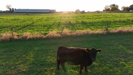 Aerial-of-beef-cow,-steer-watching-drone