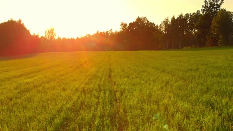 Fresh-morning-grass-with-golden-hour-sun,-low-aerial-dolly-out