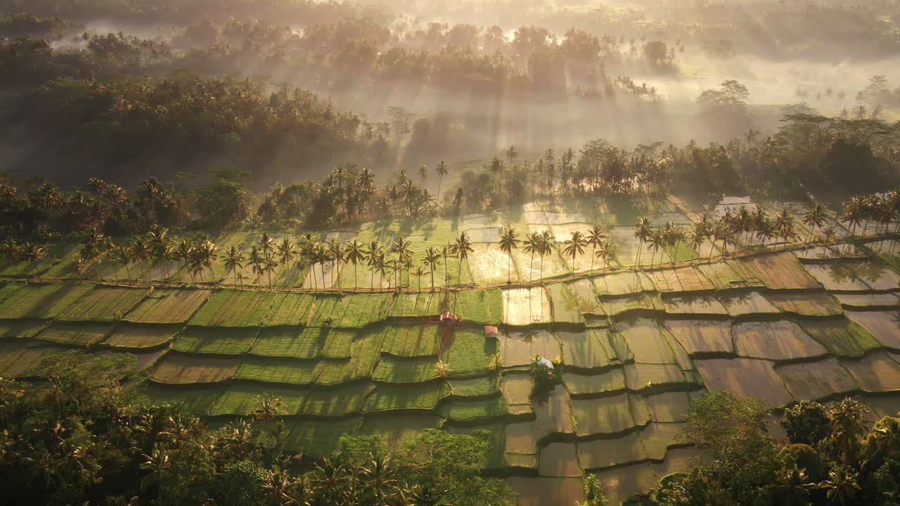 vista aérea icónica escénica de los campos de arroz y la selva tropical brumosa en el fondo en ubud, bali, indonesia