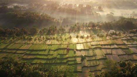 schilderachtige iconische luchtfoto van rijstvelden en mistig tropisch regenwoud op de achtergrond in ubud, bali, indonesië