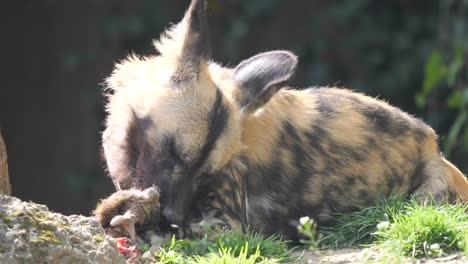 Zeitlupenaufnahme-Eines-Afrikanischen-Wildhundes,-Der-An-Sonnigen-Tagen-In-Der-Wildnis-Beute-Frisst