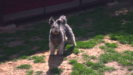 purebred pumi dog standing and barking in a garden on a sunny day