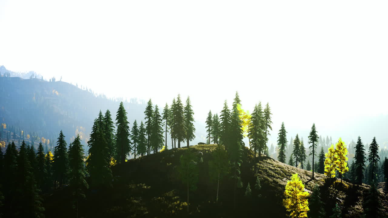 조용 한 풍경 에서 빛 으로 빛나는 울창 한 나무 들 의 경치