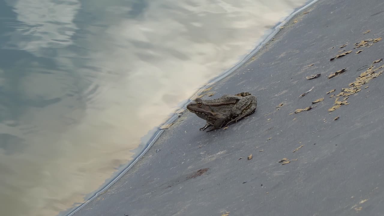Close-up of a large Marsh Frog resting next to a pond in Puszta, Hungary