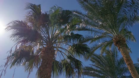 palmeras imágenes de bajo ángulo en un día soleado y brillante. palmeras contra el cielo azul claro. concepto de áreas tropicales. cocoteros balanceándose en el viento. perfecto para una imagen de fondo