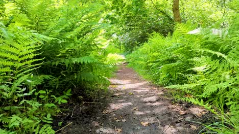 Walking-on-a-forest-woodland-trail-path-through-green-ferns-with-rays-of-sunlight-filtering-through-trees-on-the-Somerset-Levels-in-England-UK