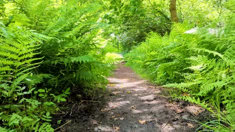 caminando por un sendero forestal a través de helechos verdes con rayos de luz solar filtrándose a través de los árboles en los niveles de somerset en inglaterra, reino unido