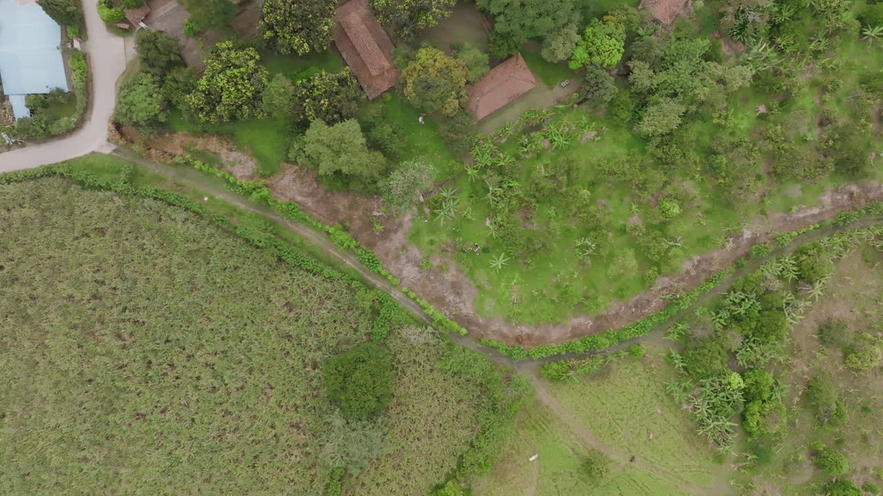 el zoom aéreo de arriba hacia abajo revela un bosque de árboles frutales en un pueblo con un campo de caña de azúcar al lado en el valle del cauca, colombia