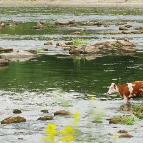 cows drinking in the water, river 4k