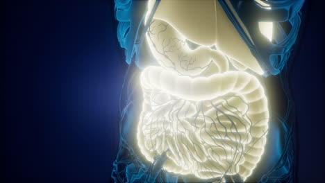 human body with visible digestive system