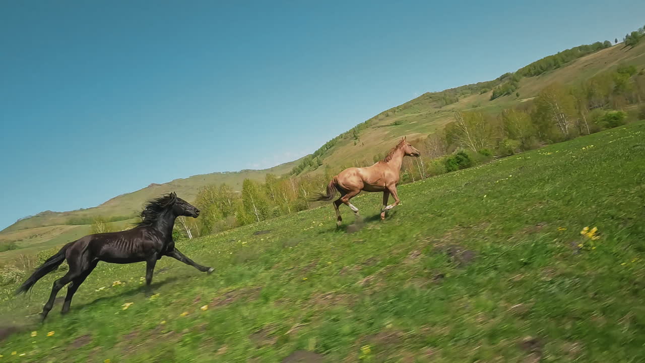 Fukshest løber væk fra ung hingst langs en mark