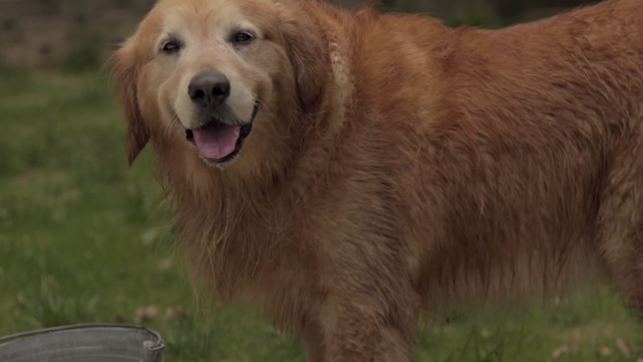 Golden retriever swimming and playing in backyard