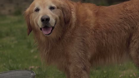 golden retriever swimming and playing in backyard