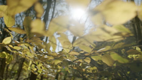 branch with autumn leaves moving in wind backlit and close to lens