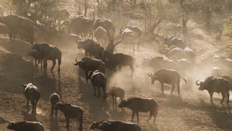 Manada-De-Búfalos-Africanos-Caminando-Por-La-Sabana-Polvorienta-Durante-Su-Migración