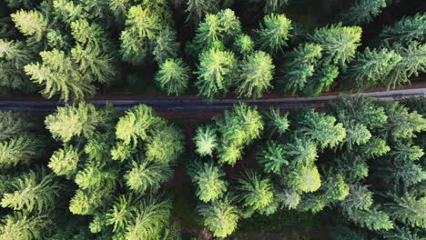 Top-Down-Aerial-View-of-Countryside-Road-in-Dense-Green-Pine-Forest,-High-Angle-Drone-Shot