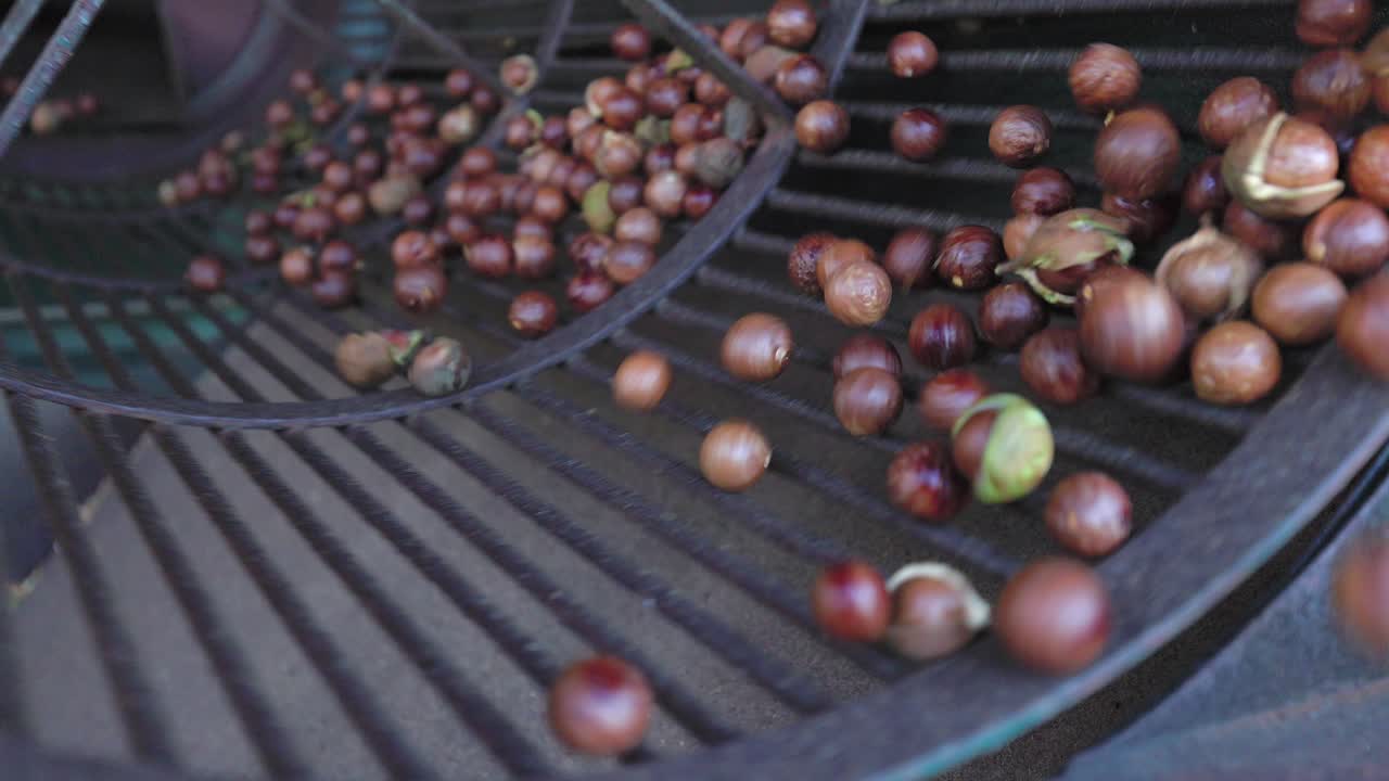 Macadamia nuts are shelled using large commercial tumbler machinery