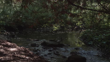 A-steady-shot-under-the-foliage-of-an-old-wood-where-the-river-is-running-over-the-rocky-bed