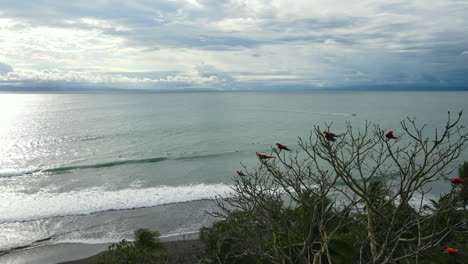 Loros-Coloridos-Aéreos-De-Costa-Rica-Elevándose-Sobre-Las-Rítmicas-Olas-Del-Océano.