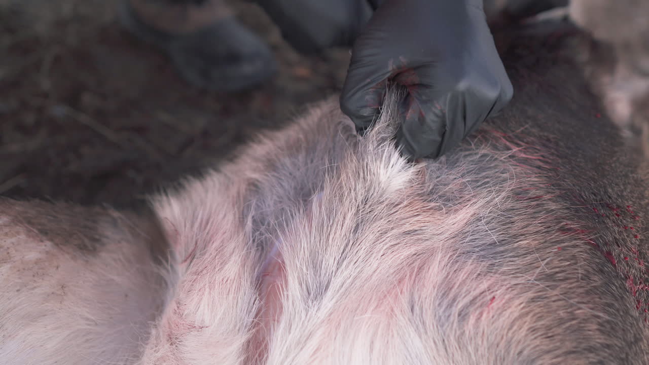 내장을 위해 총 사슴의 모피를 통해 사냥꾼 절단을 닫습니다