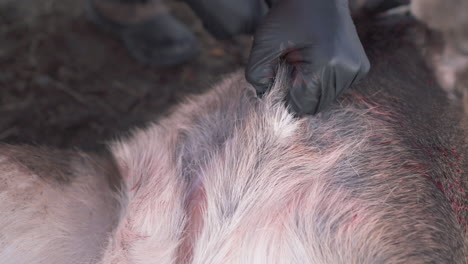 close-up-hunter-cutting-through-the-fur-of-the-shot-deer-for-gutting