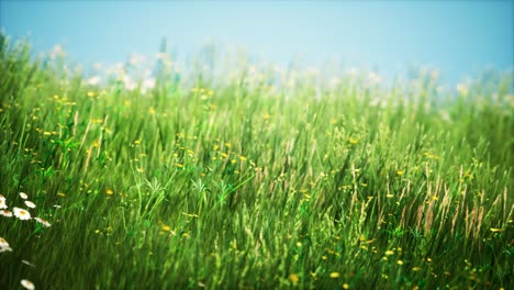 field-with-green-grass-and-wild-flowers-at-sunset