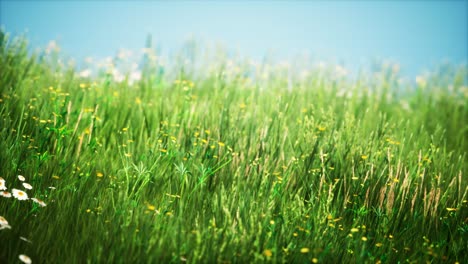 champ avec de l'herbe verte et des fleurs sauvages au coucher du soleil