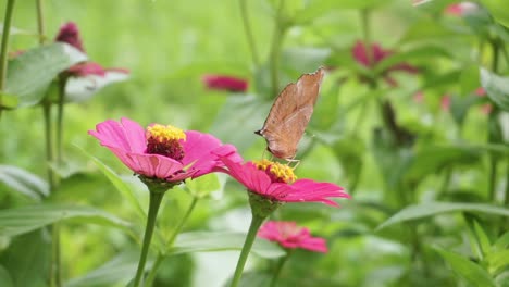 primer plano de la bonita junonia iphita o soldado de chocolate sentado en una flor rosa