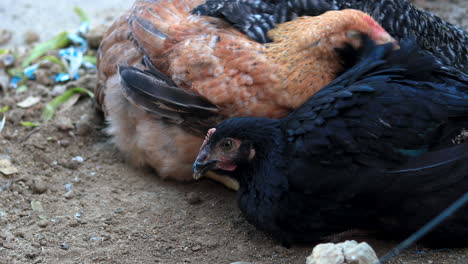 closeup of kuroiler chicken at home farm