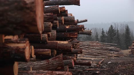 Closeup Of Stacked Logs In A Lumberyard